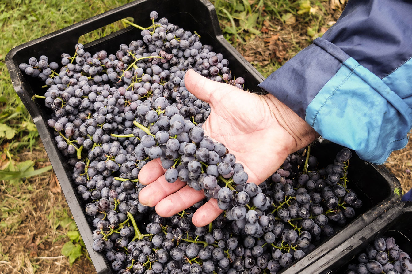 The Secrets of Winemaking