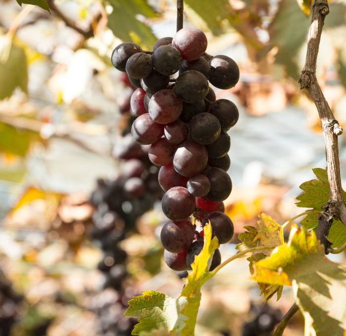 wine-about-8-copyright wine-about-8-copyright